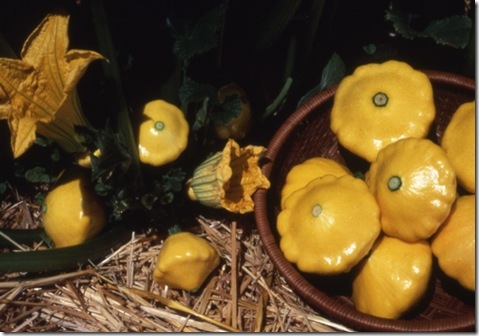 Squash Sunburst