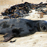 Sleepy Sea Lion at Waipapa Point - Catlins, New Zealand
