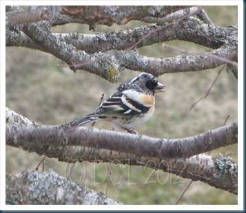 brambling