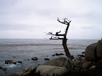 Bare cypress tree overlooking the Pacific Ocean