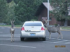 Deer in State Park 7