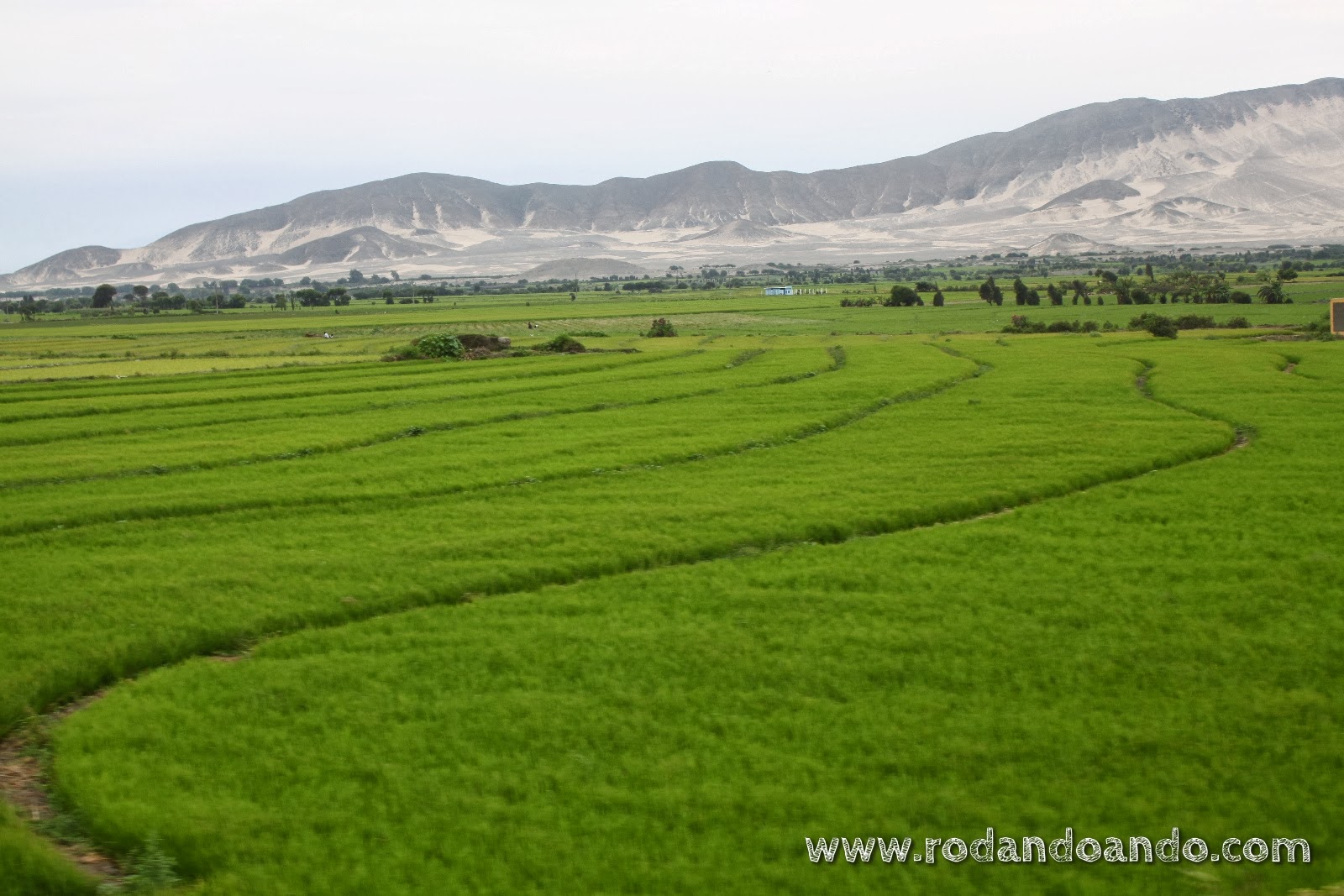 los arrozales contrastan con su intenso verde
