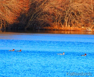 5. common mergansers-kab