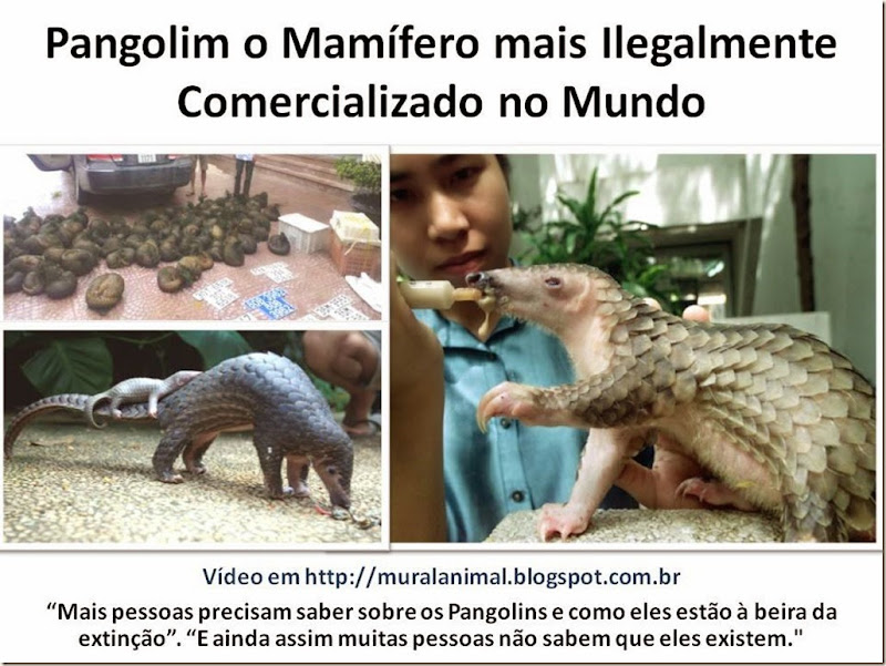 Pangolim o Mamífero mais Ilegalmente Comercializado no Mundo