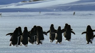 Pinguin (11).jpg Pinguin (11).jpg