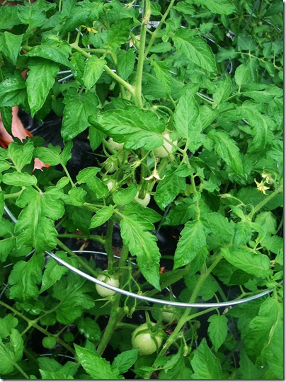 Garden5