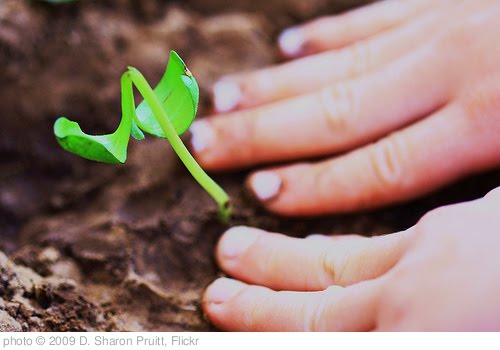'Child Tending Broken Baby Seedling' photo (c) 2009, D. Sharon Pruitt - license: http://creativecommons.org/licenses/by/2.0/