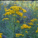 Common Tansy