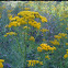 Common Tansy