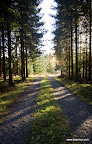 Høst på Ring (5 of 9).jpg Høst på Ring (5 of 9).jpg