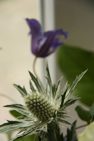 distel distel