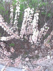 beach plums in bloom corporation beach dennis 2012