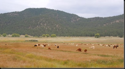alpacas near Mora, NM along Hwy 434