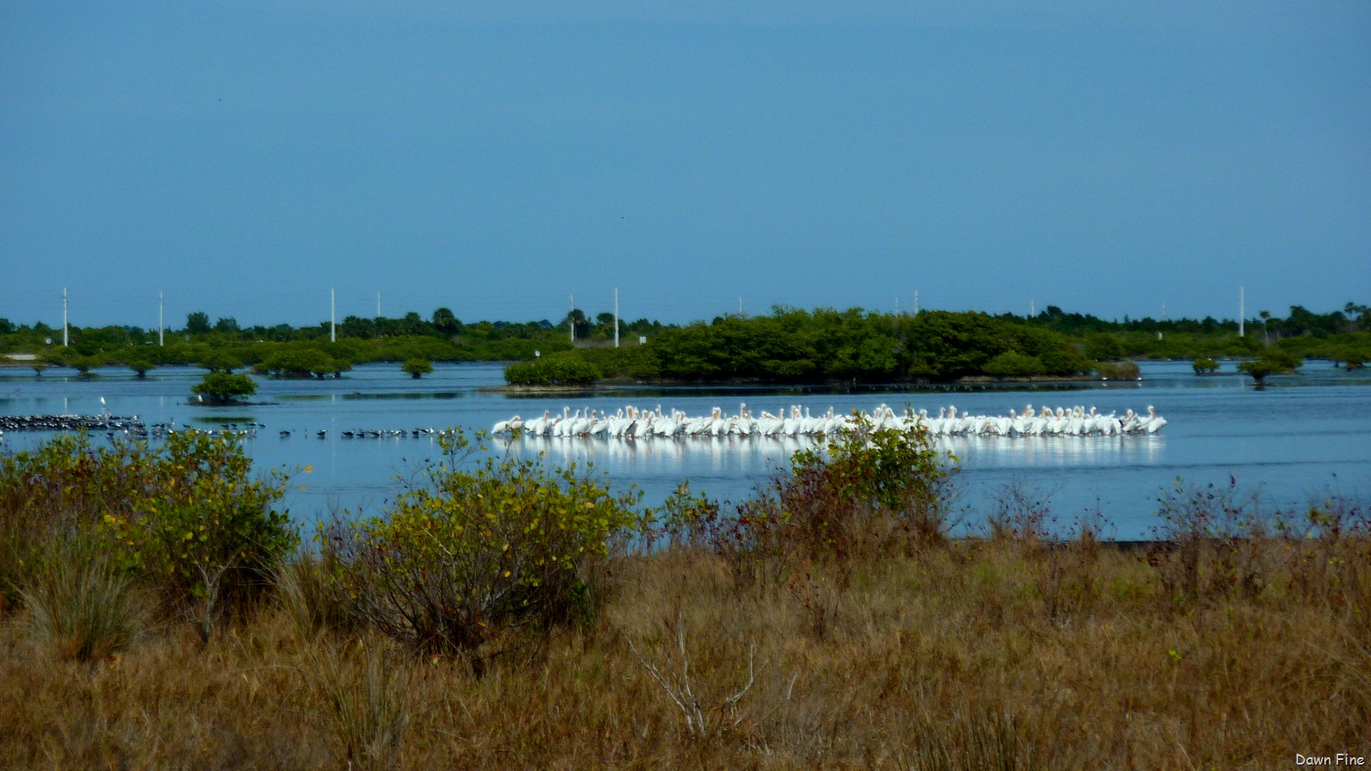 [Gator-and-Peacock-rds_0086.jpg]