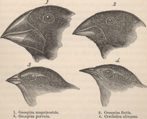 [finches%255B5%255D.jpg]