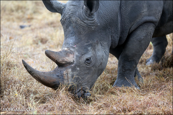White rhino in South Africa. Photo: mongabay.com