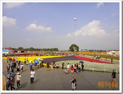 1119 059 - 台中新社花海 1119 059 - 台中新社花海