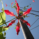 Gloriosa Lily