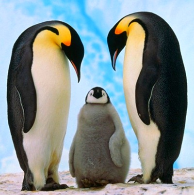 curiosidades-sobre-os-pinguins
