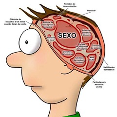 cerebro_masculino
