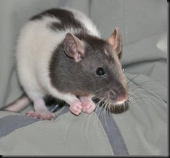 Templeton the rat