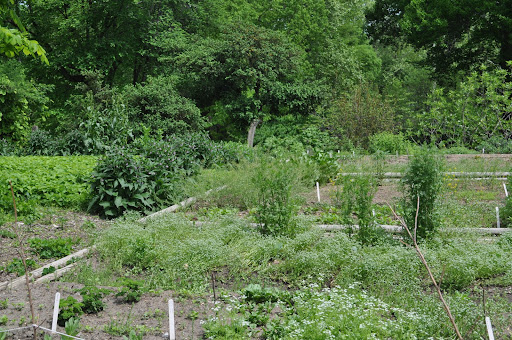 View of the gardens from the house
