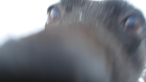 Luna, 