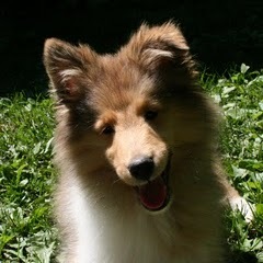 [Chewy%255B2%255D.jpg]