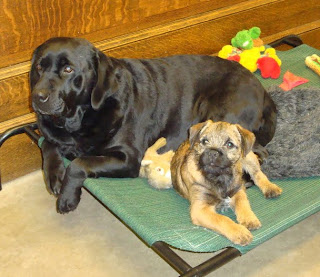 Shiner and Trapper before he left with his new Family.