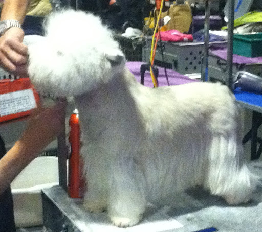 Westhighland White Terrier aka Westie being groomed