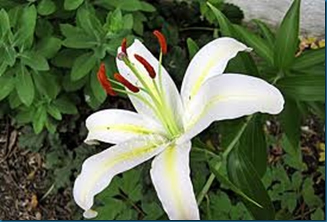 Casablance lily - scent