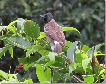 Red-vented Bulbul 2