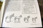 Look, Franny!  Our donks are the smallest variety there is, reaching a height no taller than three feet to their withers, or shoulder blades.