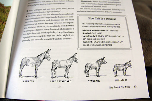 Look, Franny!  Our donks are the smallest variety there is, reaching a height no taller than three feet to their withers, or shoulder blades.