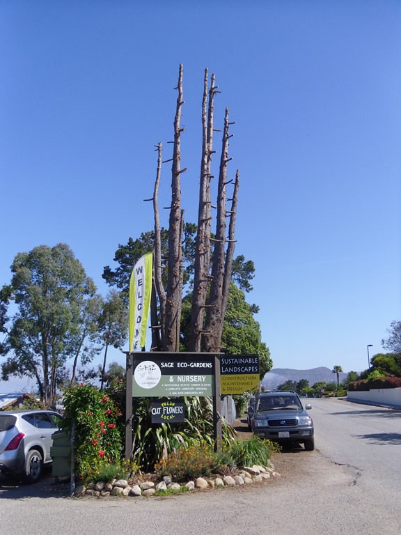 [Tree%2520trunks%252C%2520Sage%2520nursery%2520002%255B3%255D.jpg]