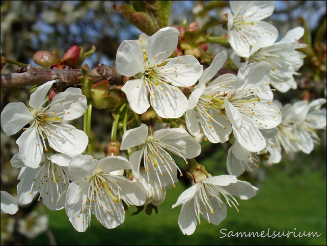 Blumen 189
