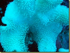 Soft Coral surface