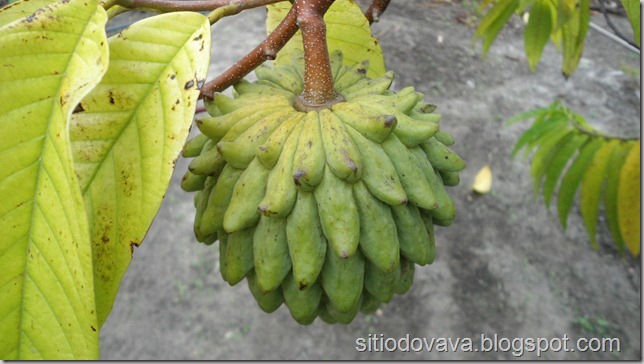 fruto da condessa