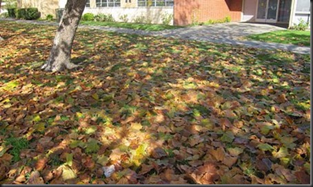 autumn_maple_leaves
