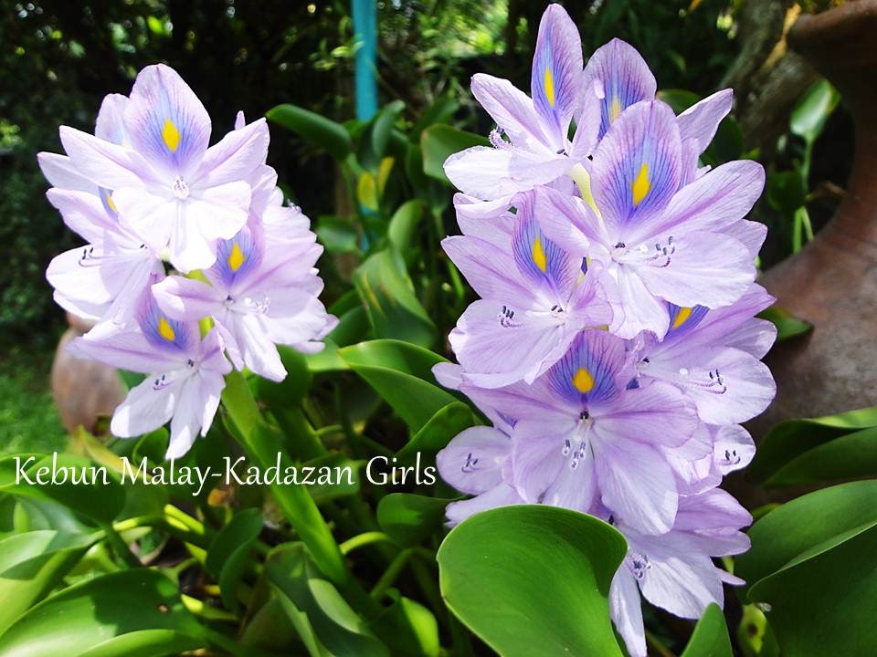 [Water-Hyacinth4.jpg]