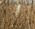 [wheat%255B3%255D.jpg]