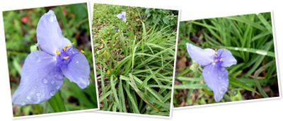 View Ohio Spiderwort