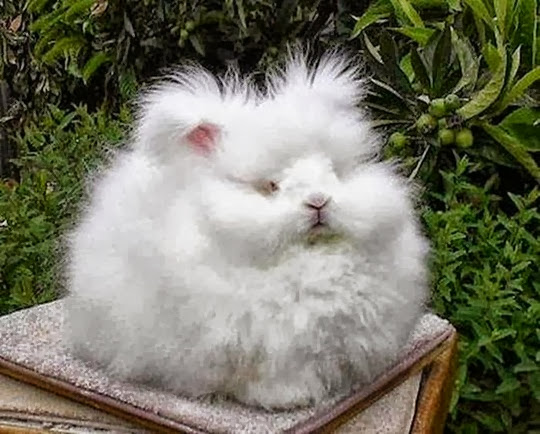 the worlds fluffiest bunny 3