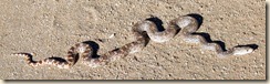 Gopher snake Tohono Chul Park 9-10-2010 8-13-50 AM 2792x842 9-10-2010 8-13-50 AM 2792x842