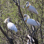 IMG_0890-Crop 1.jpg