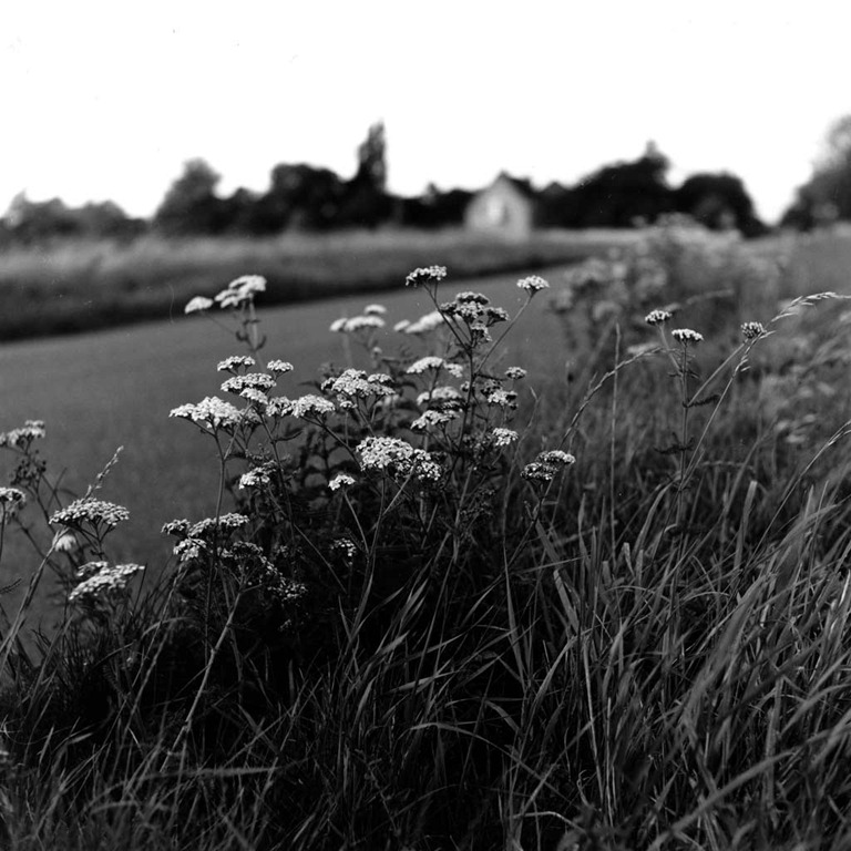 [Roadside-Flowers%255B4%255D.jpg]