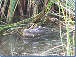 6458 Texas, South Padre Island - Birding and Nature Center - American Alligator at blind #5