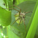 Pisaura mirabilis