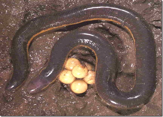 Icthyophis-glulinosa-parentalcare-amphibia