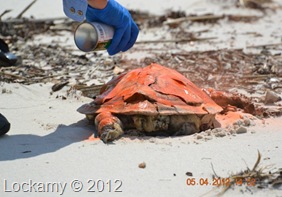 LaurelLockamyturtle050412